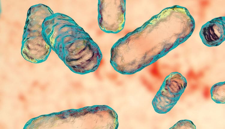 periodontal bacteria